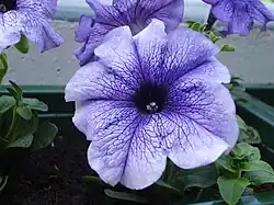 grandiflora Petunia 'Blue Daddy'[13]