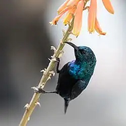black and glossy blue sunbird
