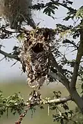 Nest
