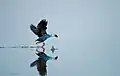 Purple swamphen Porphyrio porphyrio