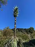 Puya alpestris flowerin in Berkeley, California.