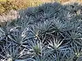 Puya alpestris foliage at UC Berkeley Botanical Garden.