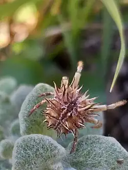 P. tribulus