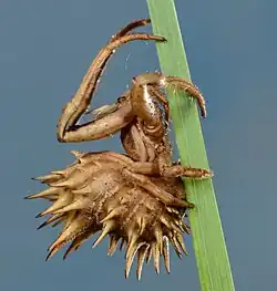 female