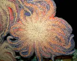 Oral face of a sunflower sea star, Pycnopodia helianthoides.