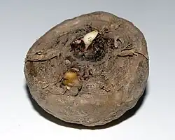 A rounded, dull brown bulb with a small white bud at the top