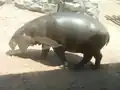 Pygmy hippopotamus
