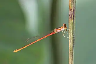 Female (red form)