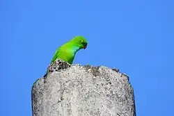 A green bird with a yellow eye and brown beak, perched upright