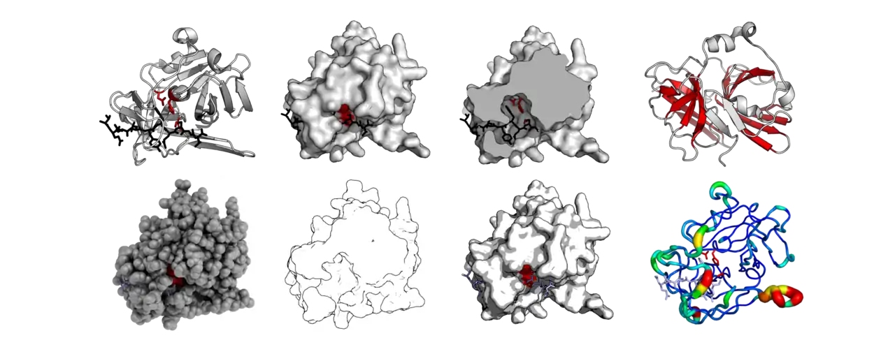 The same protein structure (TEV protease - PDB: 1LVB) rendered in different modes. Standard cartoon, surface, cut-through of surface, highlighted barrels, 'QuteMol'-like, 'Goodsell'-like, glossy-surface, and b-factor putty.