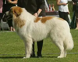 a white dog with patches of tan