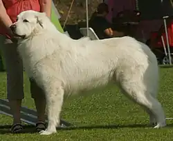 a large white dog