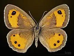 Male