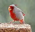 Feeding male