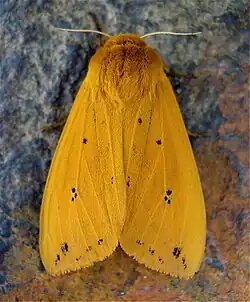 Adult