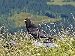 Yellow-billed chough, Urkiola Natural Park, Basque Country