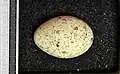 Egg, collection Museum Wiesbaden
