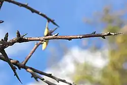 Thorns