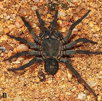 Qiongthela bawang, a member of the Heptathelinae