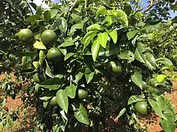 Tangerines, common in Nghệ An province