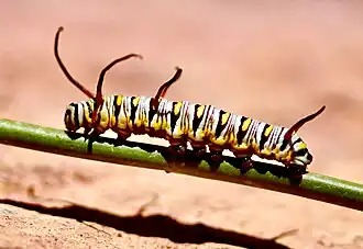 Fifth instar caterpillar