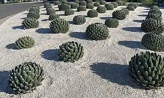 In a horticultural garden