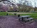 Cercis canadensis in bloom