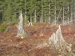 Four large, ragged, weathered stumps, pale with exposure to the elements, in a field of low, reddish vegetation, with evergreens in the background