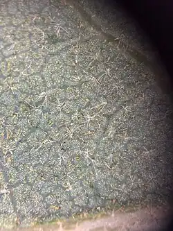 The trichomes on the lower leaf surface