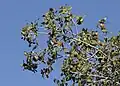Quercus coccifera (Fagaceae)