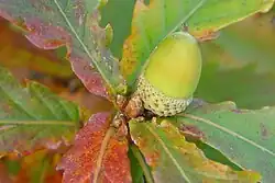 Mature fruit