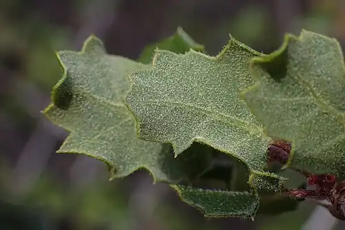 The underside of the leaves