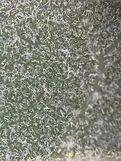The trichomes of Quercus dumosa