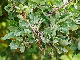 Foliage