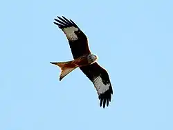 Red kite, Klingavälsåns dalgång, Lund, Scania