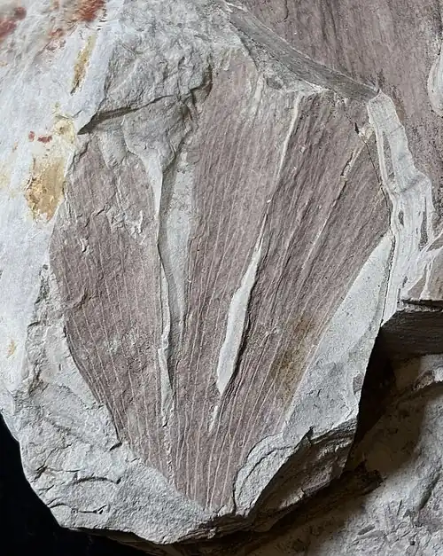 R. sp