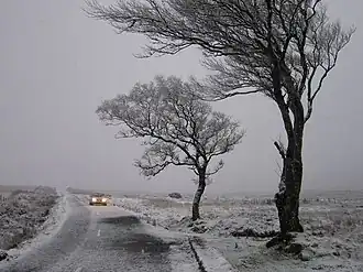 Lone trees near the gap