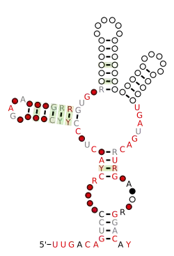 RAGATH-24 Secondary structure taken from the Rfam database. Family RF03049