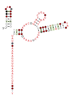 RAGATH-34 Secondary structure taken from the Rfam database. Family RF03103