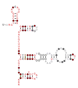 RAGATH-36 Secondary structure taken from the Rfam database. Family RF03104