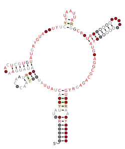 RAGATH-7-assoc Secondary structure taken from the Rfam database. Family RF03105