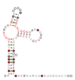 Flavi_TBFV_xrRNA Secondary structure taken from the Rfam database. Family RF03536