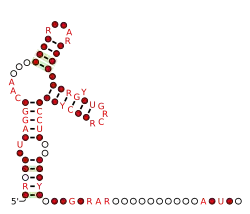 Flavi_NKV_xrRNA Secondary structure taken from the Rfam database. Family RF03539