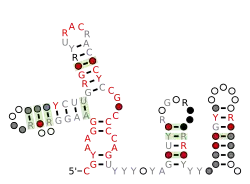Flavi_ISFV_repeat_Ra_Rb Secondary structure taken from the Rfam database. Family RF03542