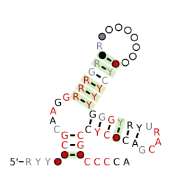 Flavi_ISFV_repeat_Ra Secondary structure taken from the Rfam database. Family RF03544