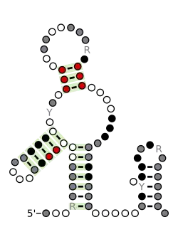 Flavi_xrRNA Secondary structure taken from the Rfam database. Family RF03547