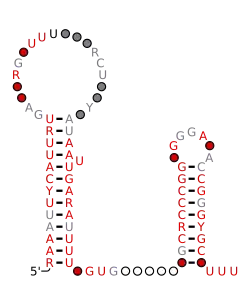 rteR Secondary structure taken from the Rfam database. Family RF04181