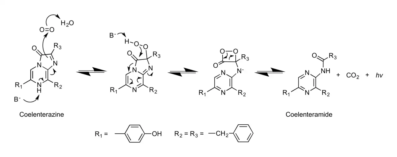 Mechanism of Renilla Luciferase and its conversion of coelenterazine to coelenteramide, CO2 and a photon of light