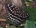 L. dirtea (female)