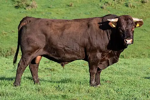 Rosso (DE0540404627), a bull with 77% Red Highland cattle genetics, the highest proportion documented in a living bull as of 2026.